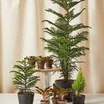 Load image into Gallery viewer, Seeds Christmas Tree Plant (Norfolk Pine Tree)
